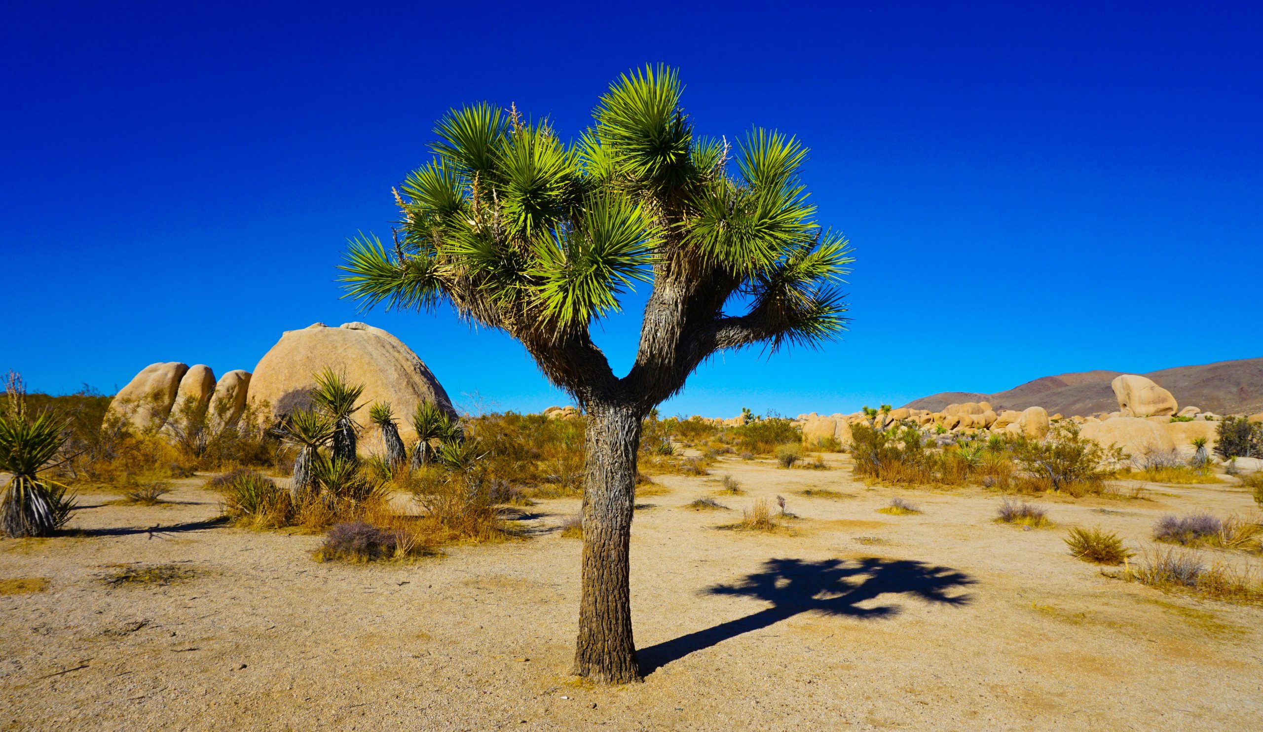 USA California Joshua Tree unsplash